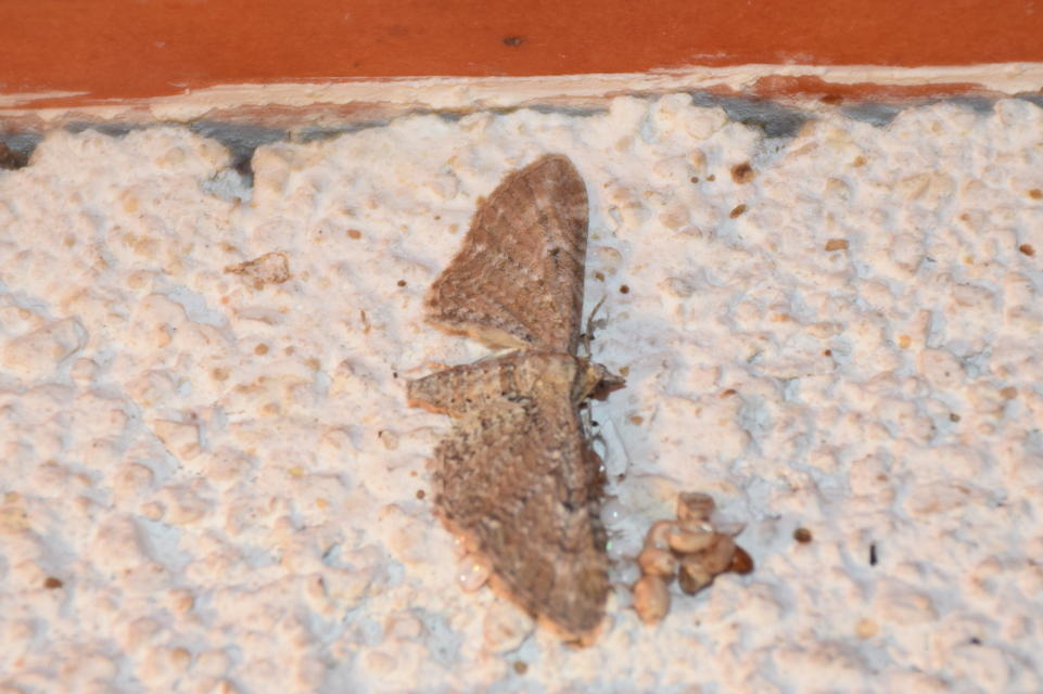 Eupithecia millefoliata - cickafark-törpearaszoló
