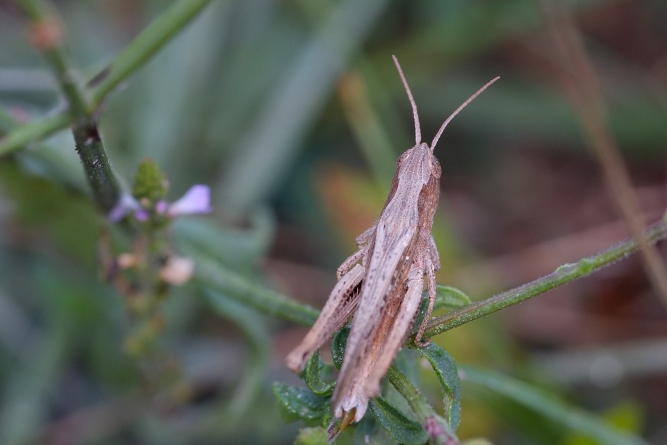 Chorthippus dorsatus - hátas rétisáska