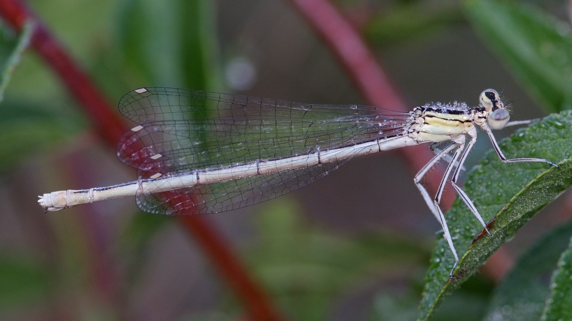 Platycnemis pennipes - széleslábú szitakötő