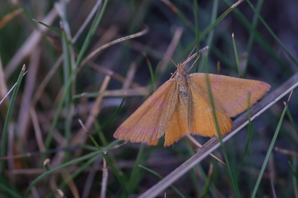 Lythria purpuraria - bíborsávos araszoló