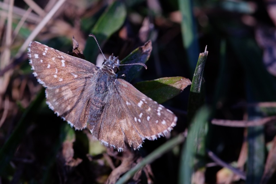 Pyrgus armoricanus - feles busalepke