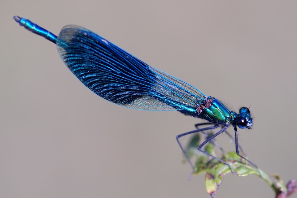 Calopteryx splendens - sávos szitakötő