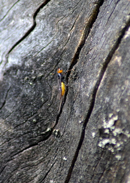 Braconidae - gyilkosfürkészek