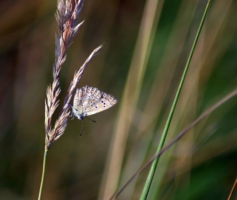 Polyommatus daphnis - csipkés boglárka