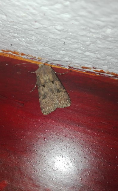 Agrotis exclamationis - felkiáltójeles földibagoly