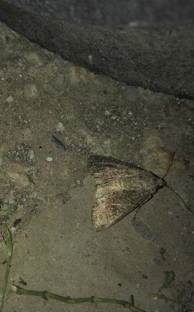 Hadula trifolii - lóherebagoly