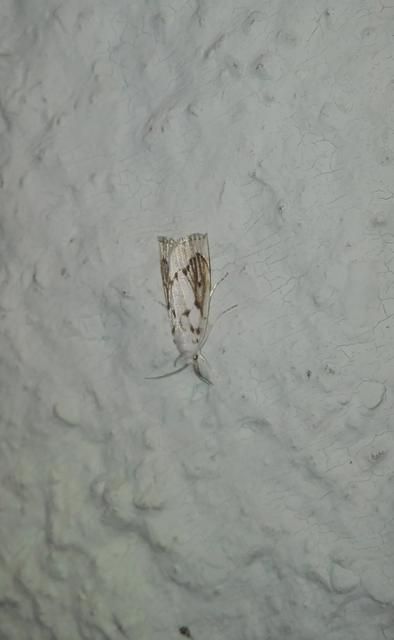 Calamotropha paludella - barna nádlevélmoly