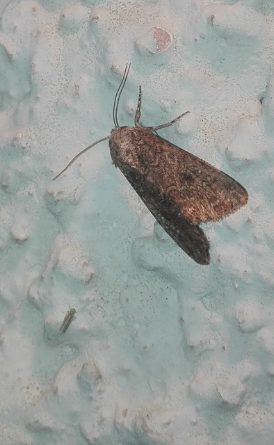 Hadula trifolii - lóherebagoly