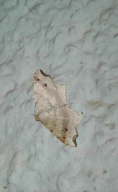 Macaria alternata - közönséges szürkearaszoló