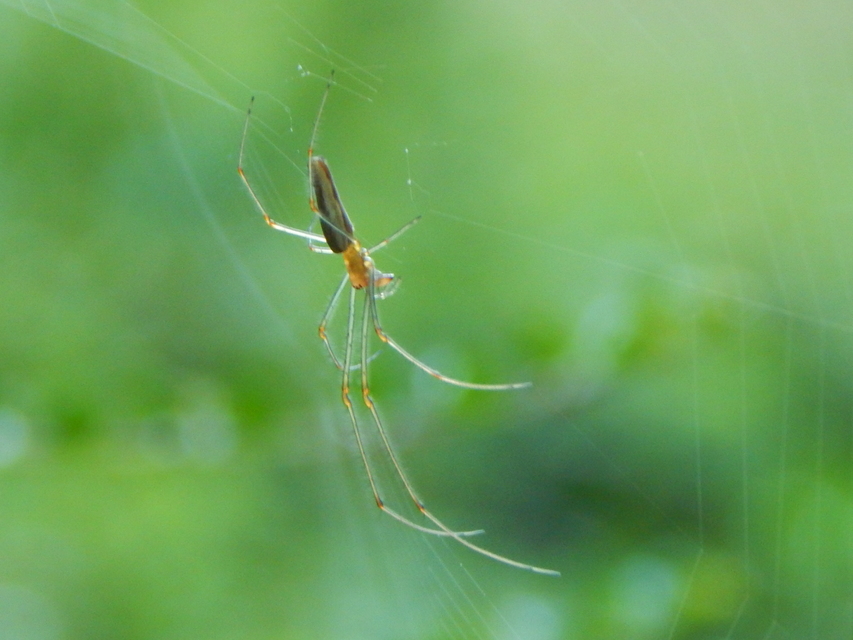 Tetragnatha