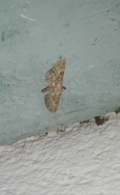 Eupithecia
