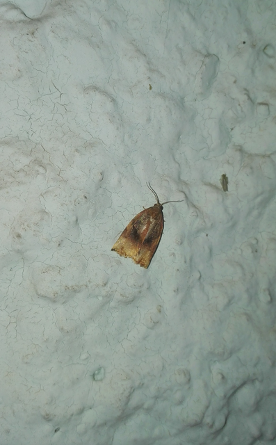 Archips