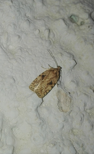 Agonopterix arenella - ördögszem-laposmoly