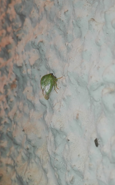 Stictocephala bisonia - bivalykabóca