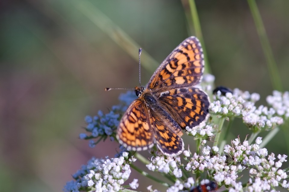 Melitaea trivia - kis tarkalepke