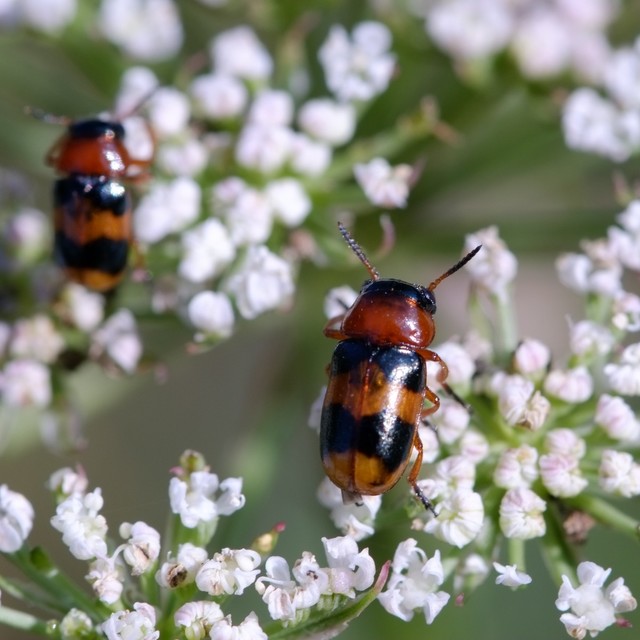 Coptocephala unifasciata - sárgalábú hullóbogár