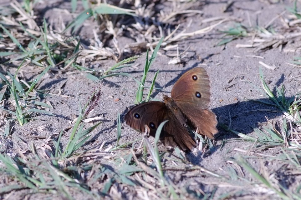 Minois dryas - fekete szemeslepke