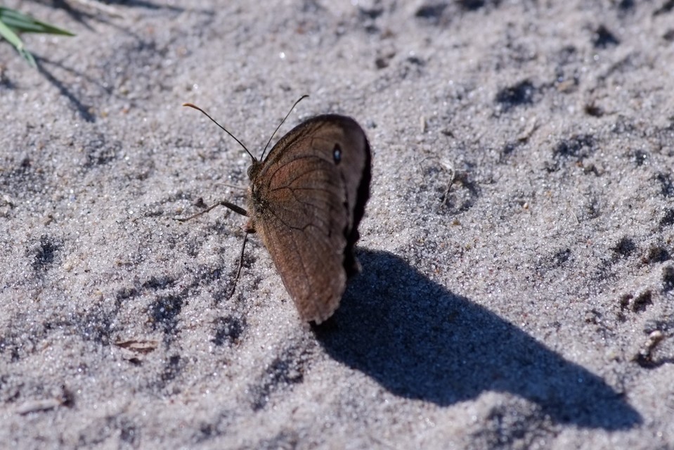 Minois dryas - fekete szemeslepke