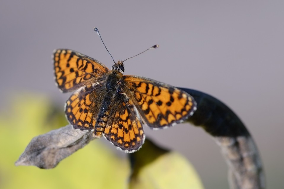 Melitaea trivia - kis tarkalepke