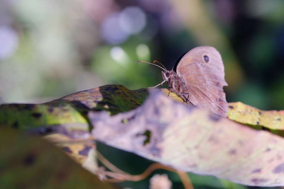 Minois dryas - fekete szemeslepke