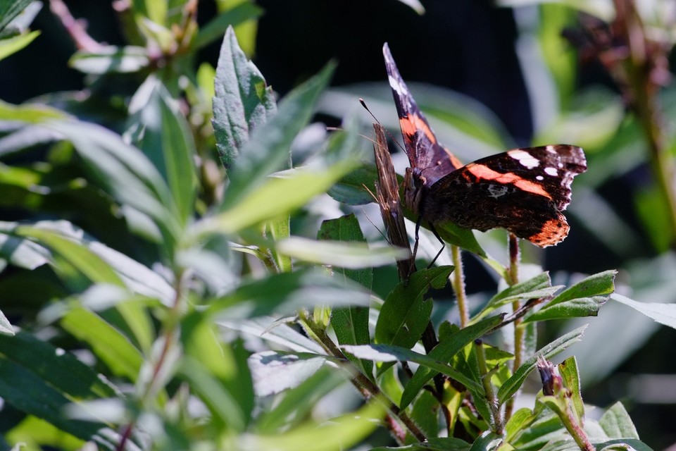 Vanessa atalanta - atalantalepke