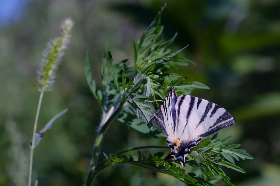 Iphiclides podalirius - kardoslepke