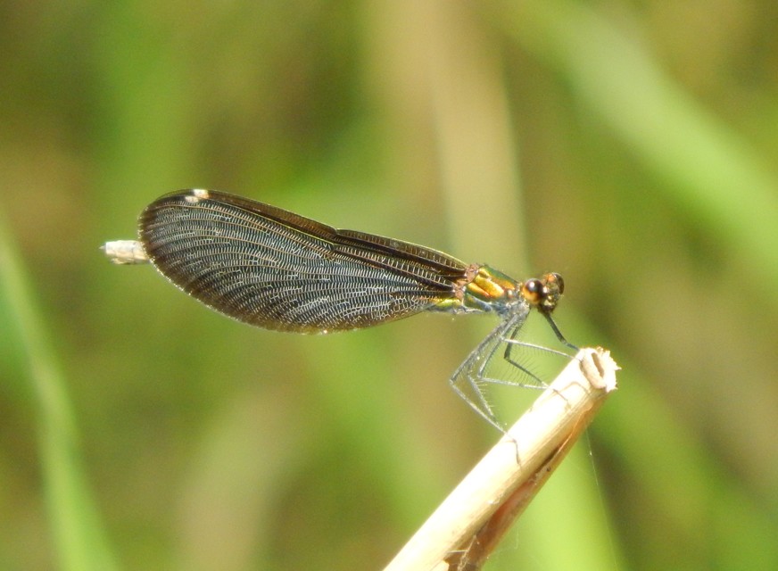Calopteryx virgo - kisasszony-szitakötő