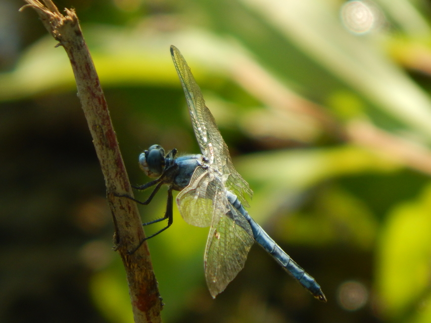 Orthetrum brunneum - pataki pásztorszitakötő