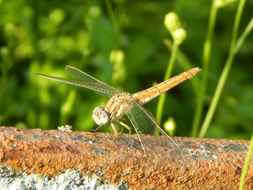 Orthetrum brunneum - pataki pásztorszitakötő