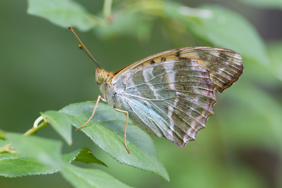 Argynnis paphia - nagy gyöngyházlepke