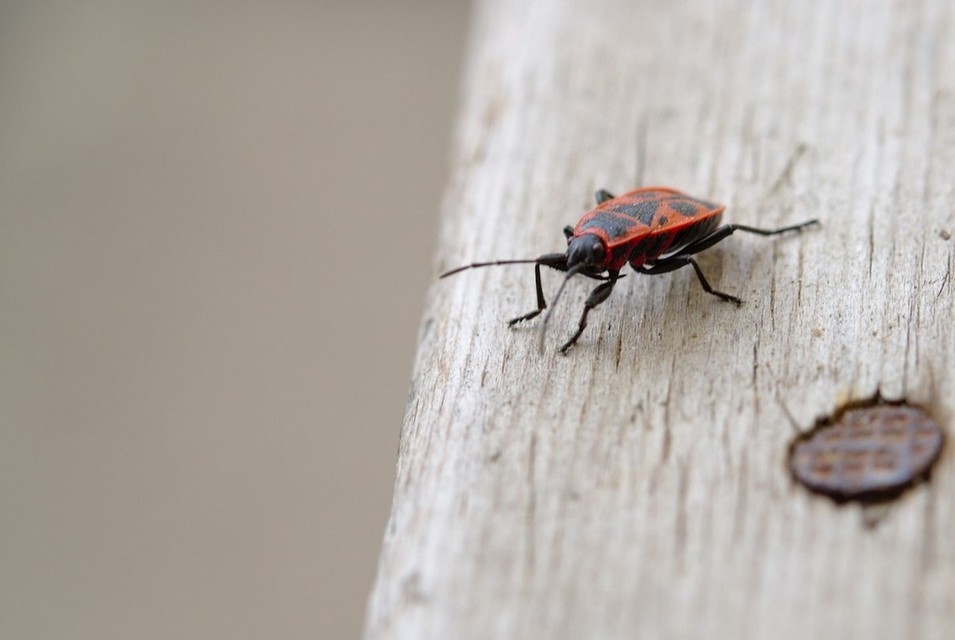 Pyrrhocoris apterus - verőköltő poloska