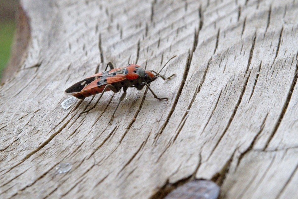 Lygaeus equestris/simulans