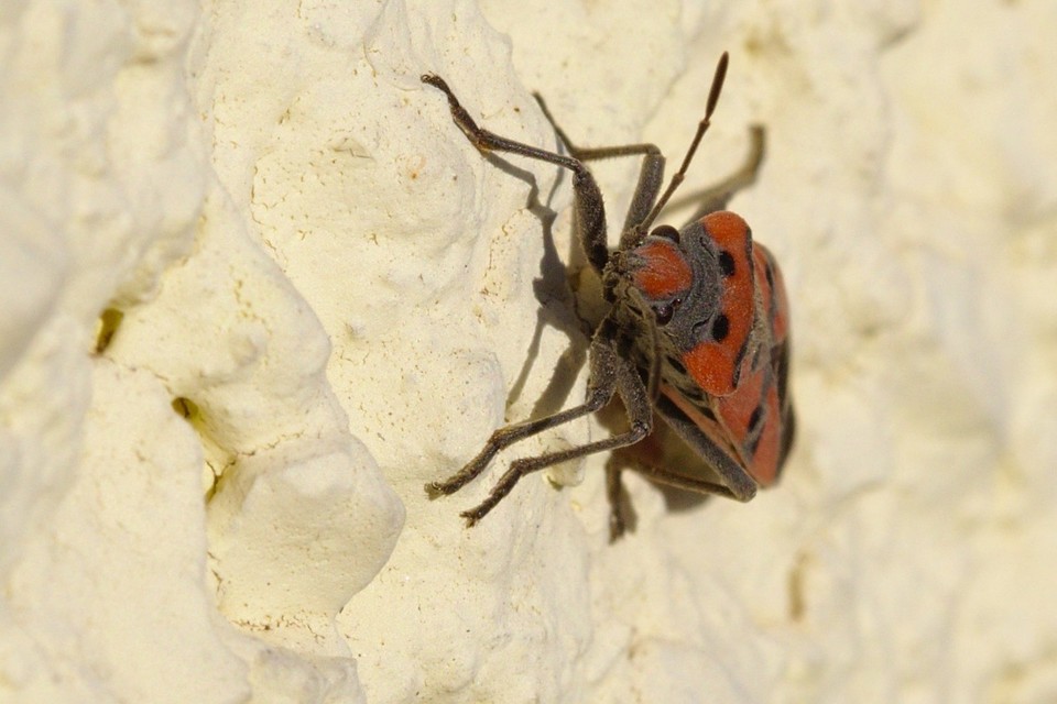 Lygaeus equestris/simulans