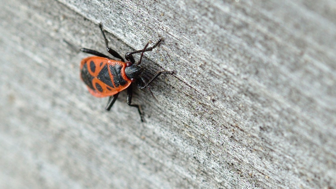 Pyrrhocoris apterus - verőköltő poloska