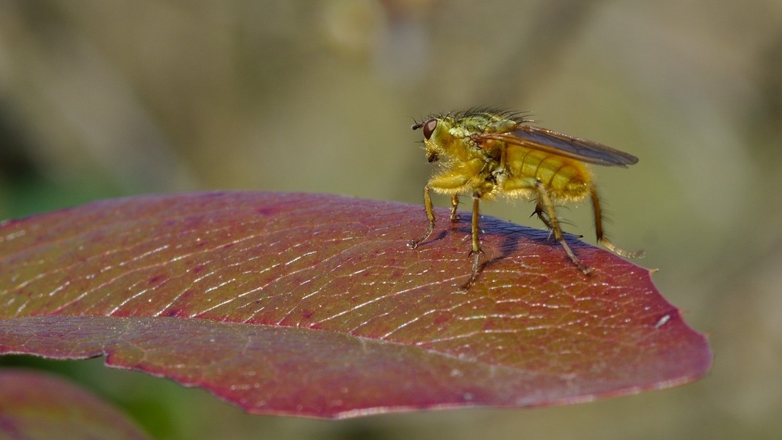Scathophaga stercoraria - közönséges trágyalégy