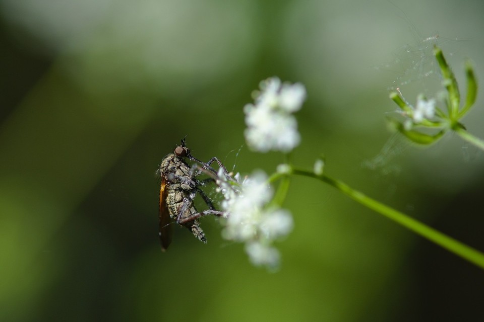 Empididae - táncoslegyek