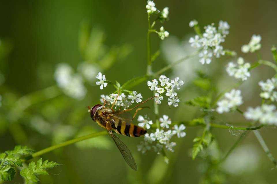 Syrphidae - zengőlegyek