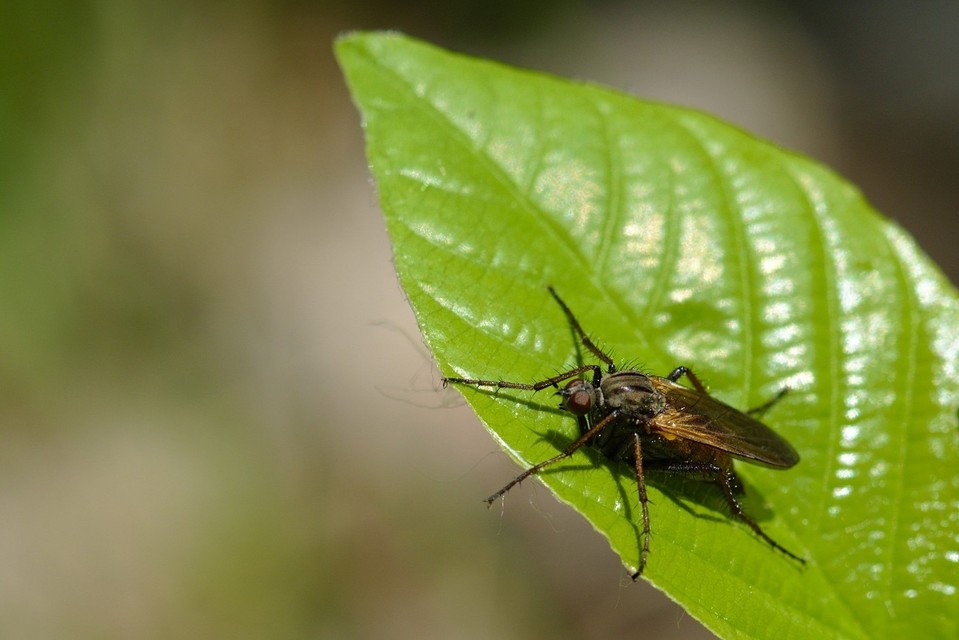 Empididae - táncoslegyek