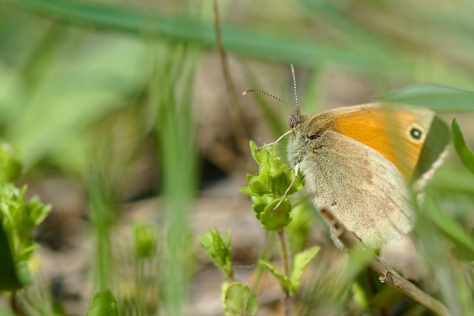 Coenonympha pamphilus - kis szénalepke