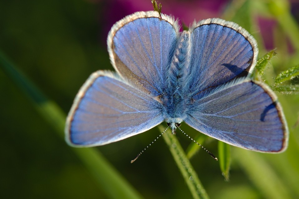 Polyommatus icarus - közönséges boglárka