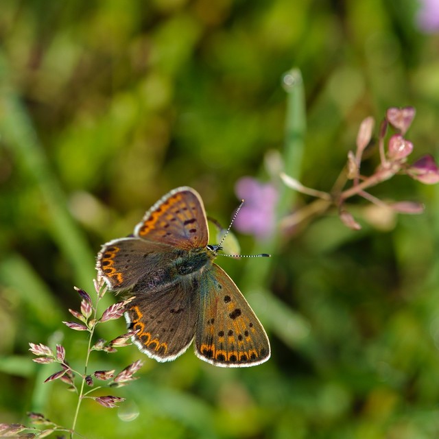 Lycaena tityrus - barna tűzlepke