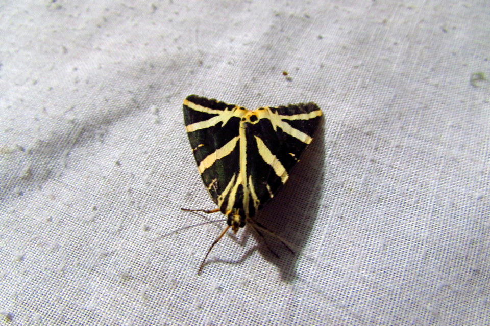 Euplagia quadripunctaria - csíkos medvelepke