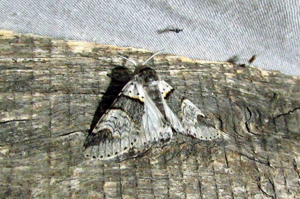 Furcula furcula - szürke púposszövő