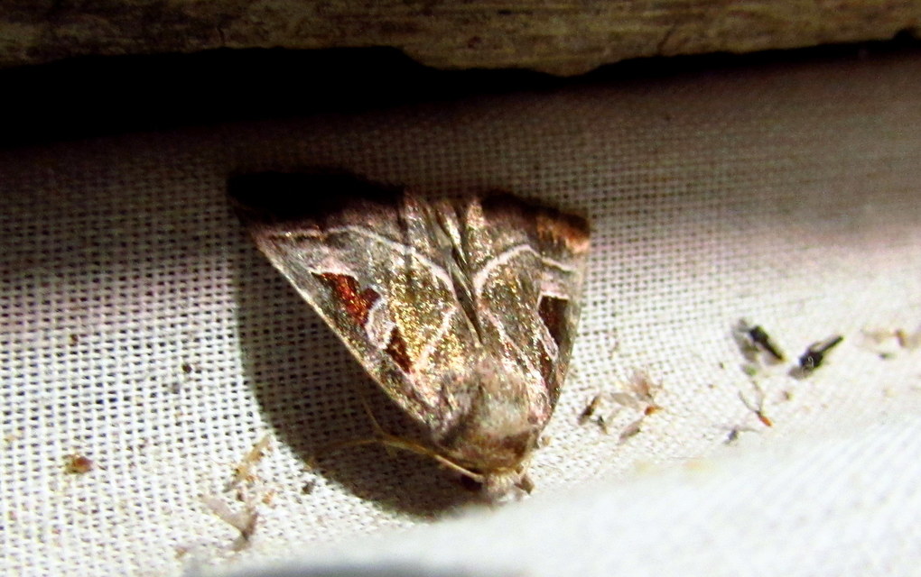 Eucarta virgo - mocsári ametisztbagoly