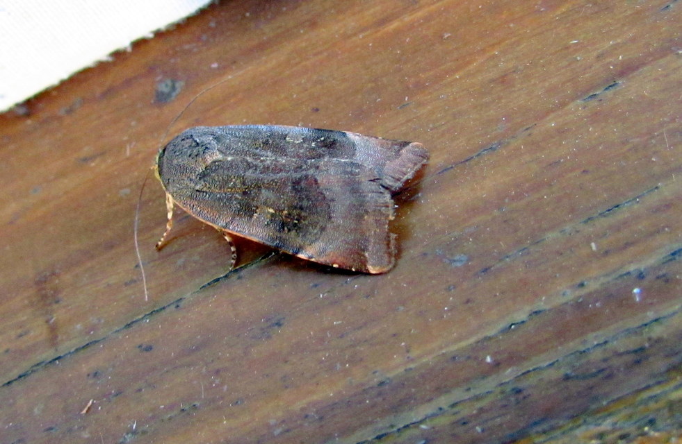 Noctua janthe/janthina