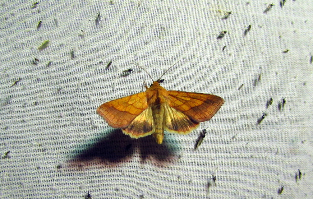 Pyrrhia umbra - iglicebagoly