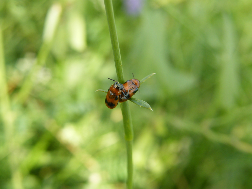 Coptocephala rubicunda - feketelábú hullóbogár