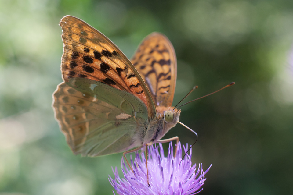 Argynnis pandora - zöldes gyöngyházlepke