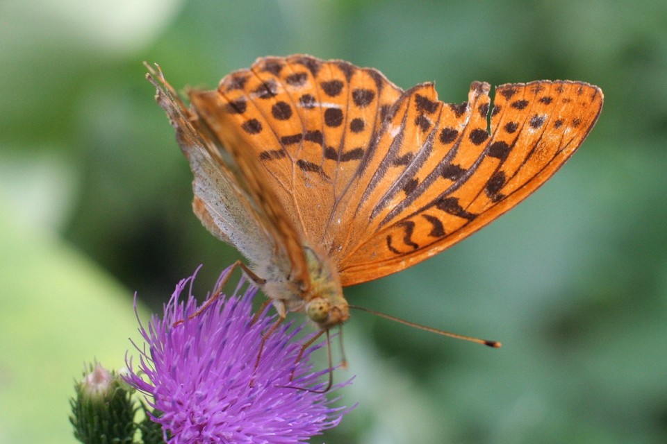 Argynnis paphia - nagy gyöngyházlepke