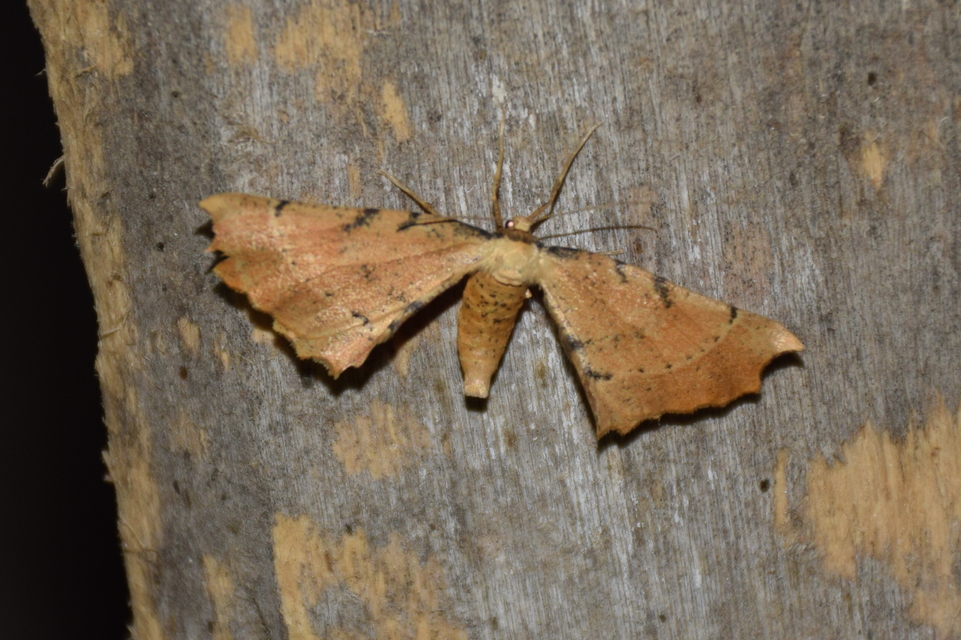 Artiora evonymaria - kecskerágó-araszoló